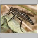 Lasiopogon cinctus - Raubfliege 06 10mm.jpg